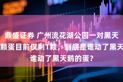 鼎盛证券 广州流花湖公园一对黑天鹅产下6颗蛋目前仅剩1颗，到底是谁动了黑天鹅的蛋？